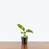 Philodendron Green Congo Nuclear — 4" Pot
