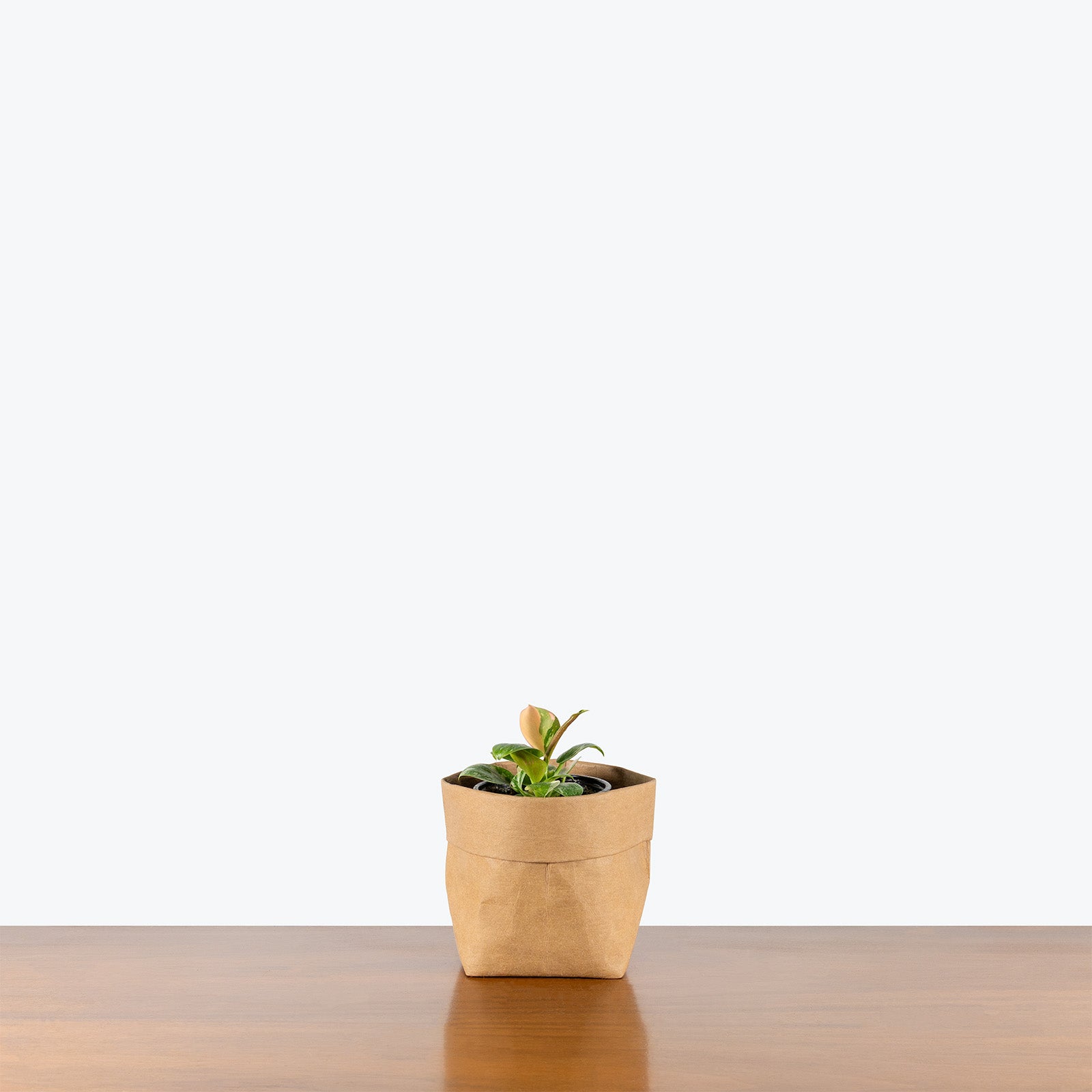 Philodendron Green Congo Variegated | Care Guide and Pro Tips - Delivery from Toronto across Canada - JOMO Studio