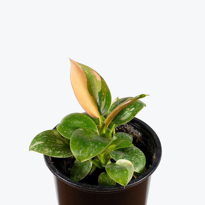 Philodendron Green Congo Variegated | Care Guide and Pro Tips - Delivery from Toronto across Canada - JOMO Studio