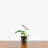 Philodendron Green Dragon — 4" Pot