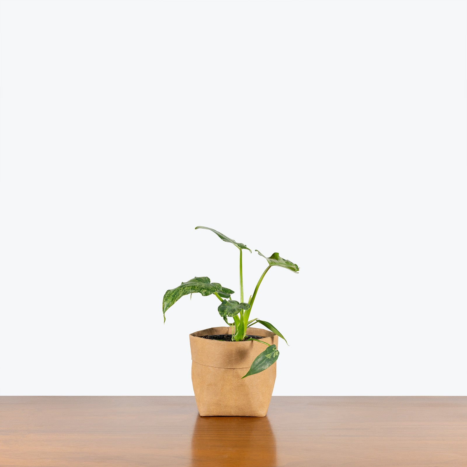 Philodendron Green Dragon - House Plants Delivery Toronto Canada - JOMO Studio