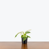Philodendron Jose Buono — 4" Pot