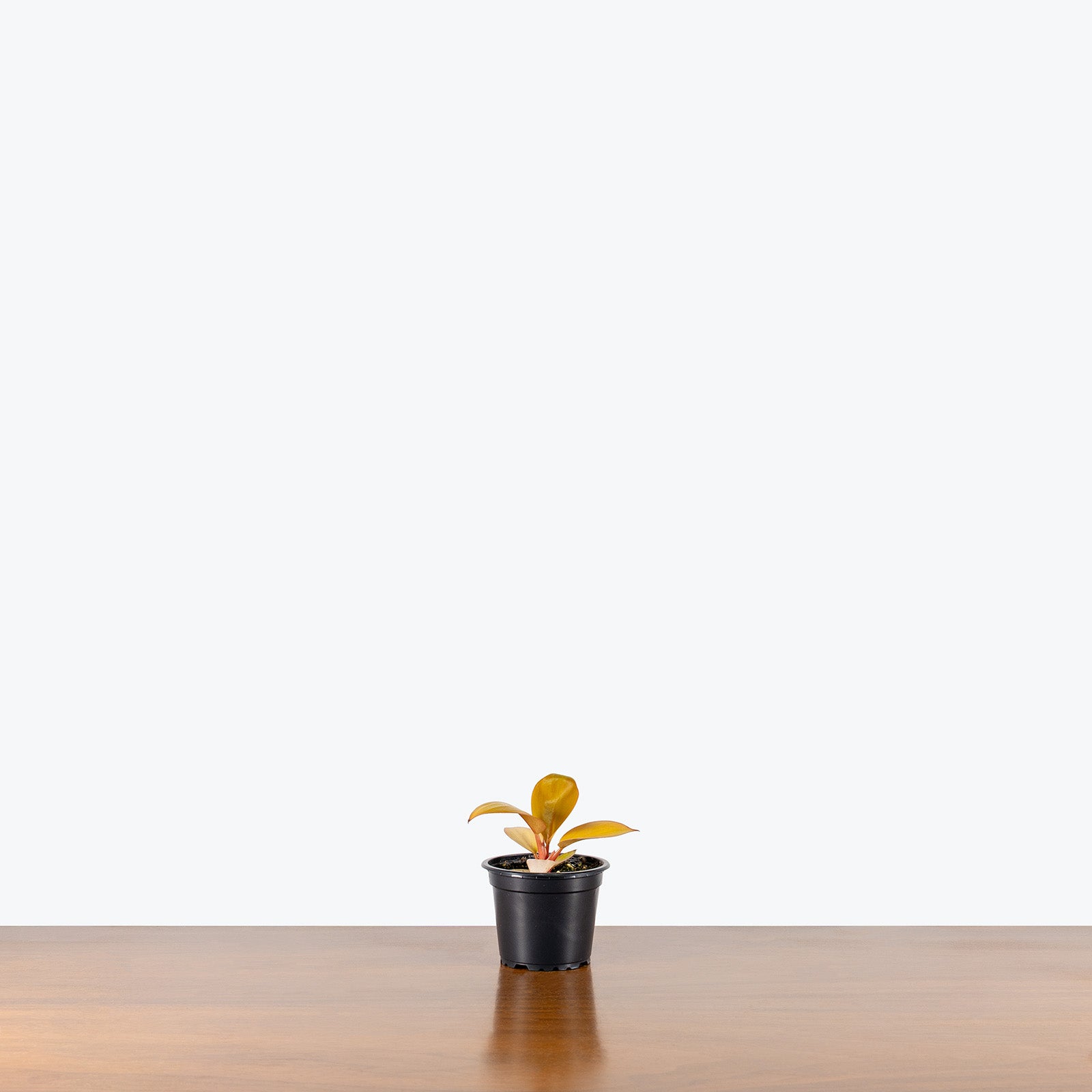 Philodendron Mars | Care Guide and Pro Tips - Delivery from Toronto across Canada - JOMO Studio