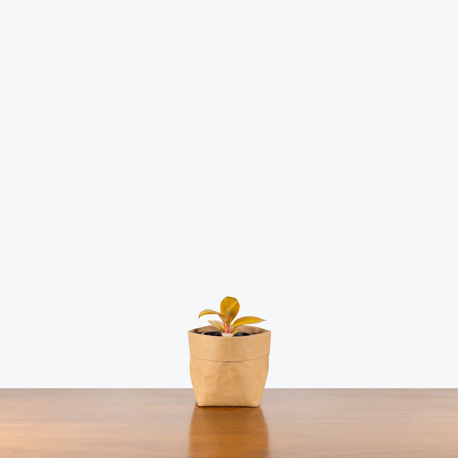 Philodendron Mars | Care Guide and Pro Tips - Delivery from Toronto across Canada - JOMO Studio