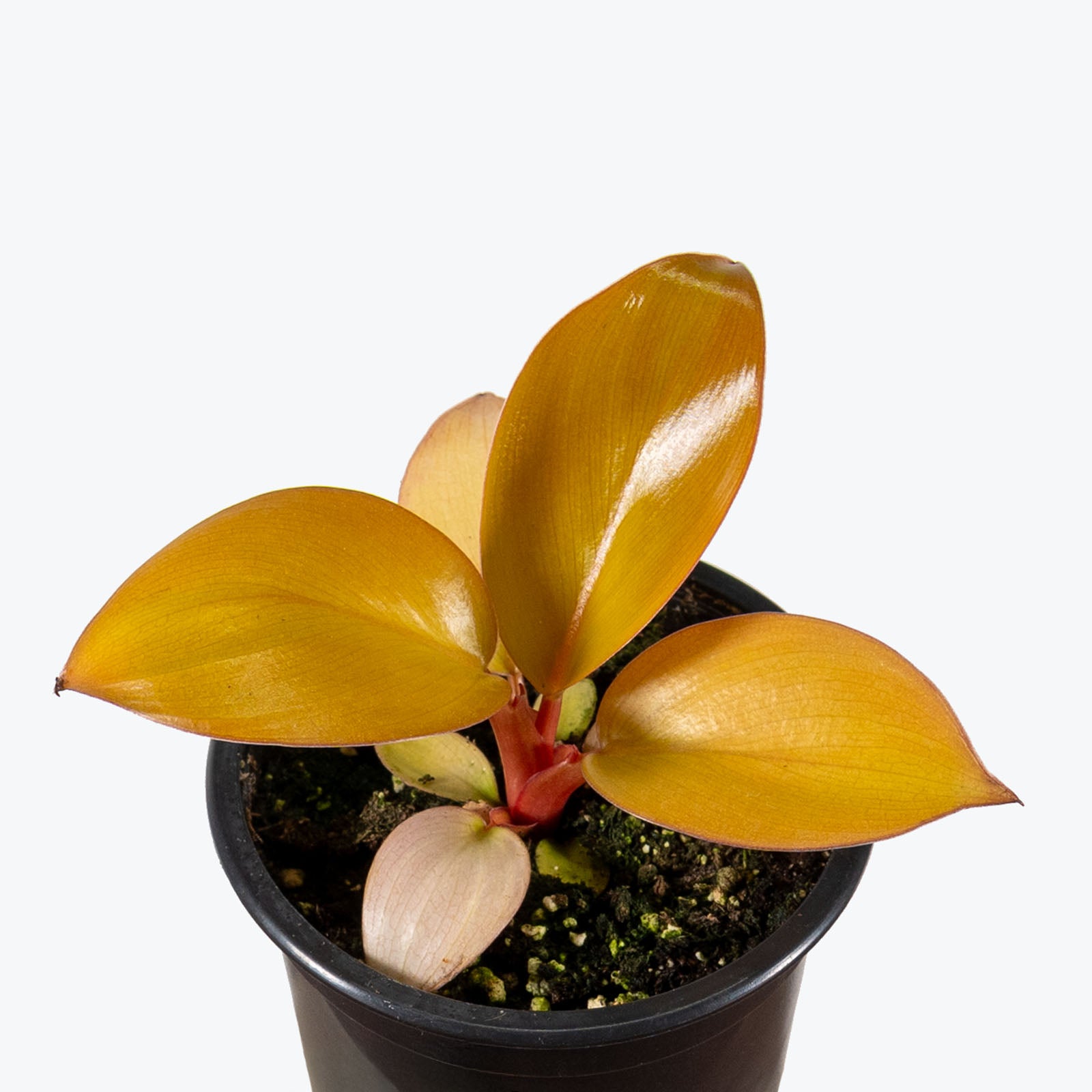 Philodendron Mars | Care Guide and Pro Tips - Delivery from Toronto across Canada - JOMO Studio