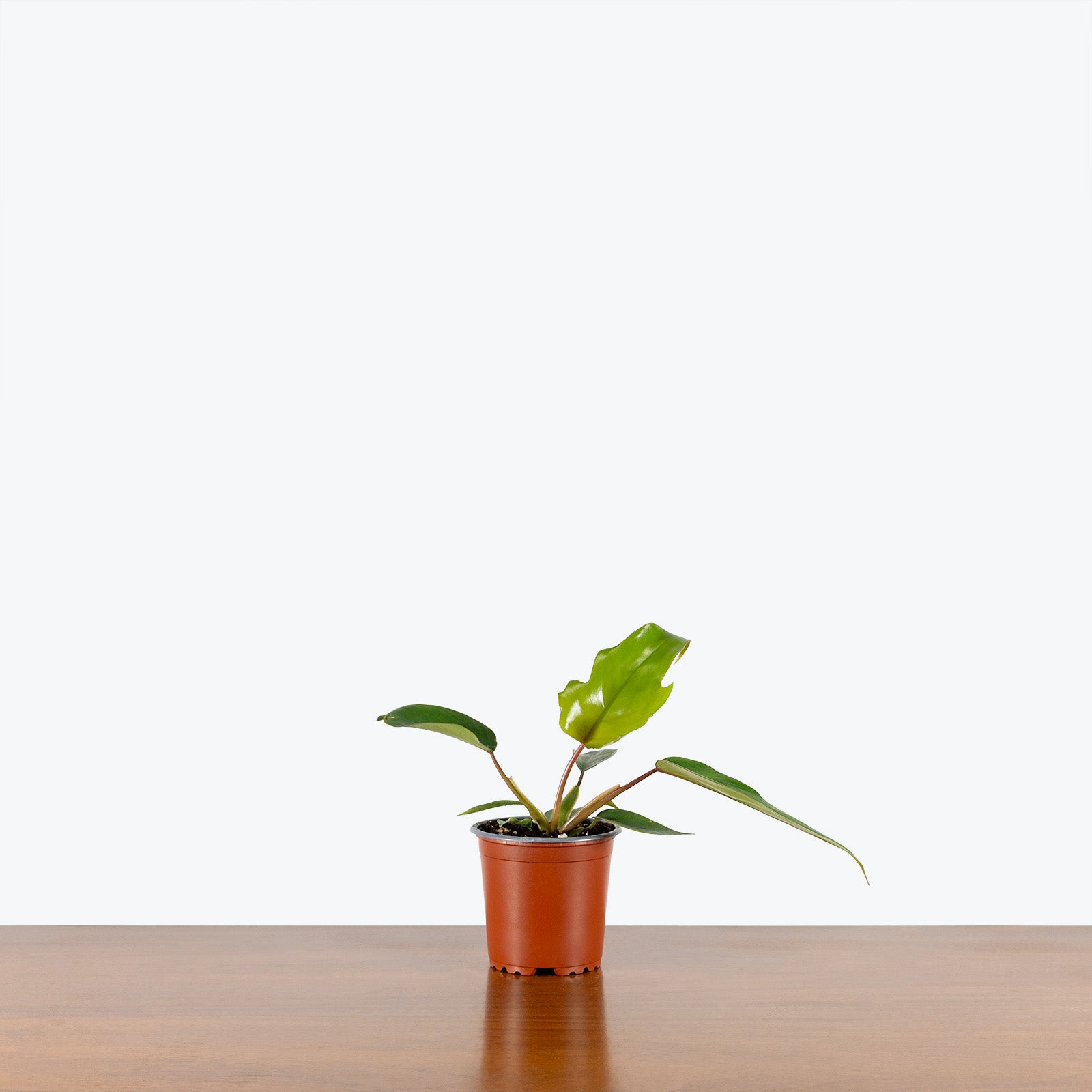 Philodendron Mayoi | Care Guide and Pro Tips - Delivery from Toronto across Canada - JOMO Studio