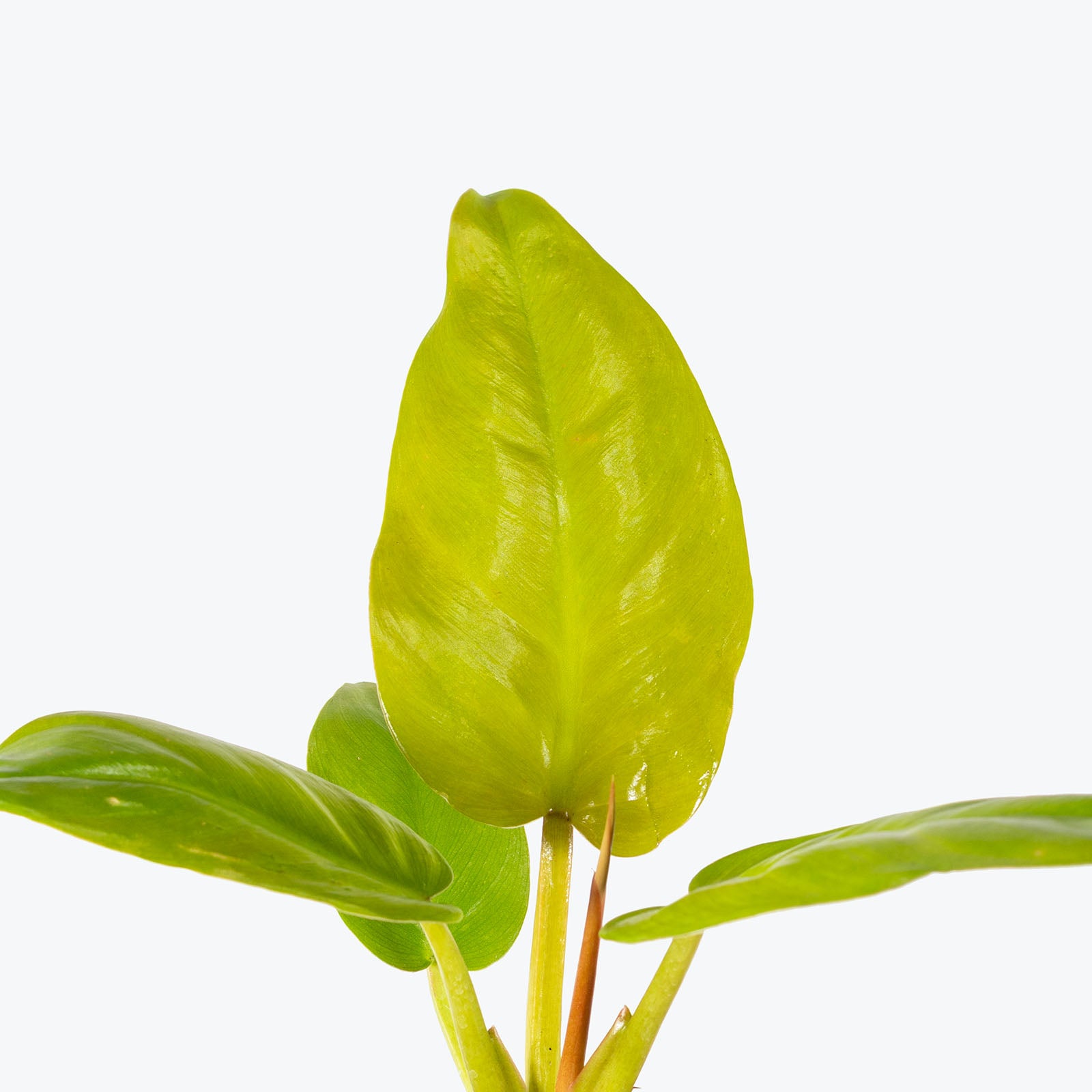 Philodendron Melinonii Ghost | Care Guide and Pro Tips - Delivery from Toronto across Canada - JOMO Studio