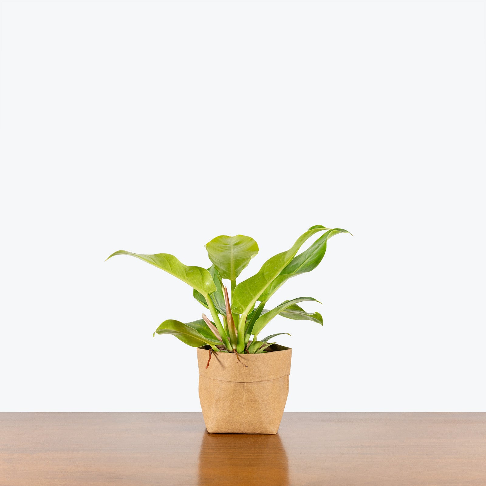 Philodendron Moonlight - House Plants Delivery Toronto - JOMO Studio