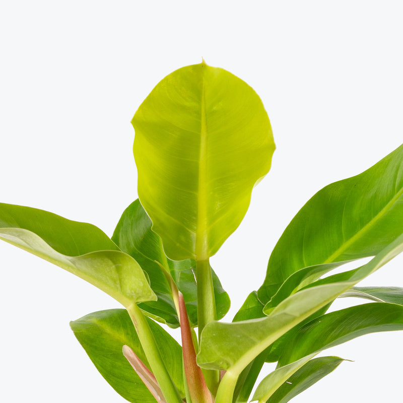 Philodendron Moonlight - House Plants Delivery Toronto - JOMO Studio