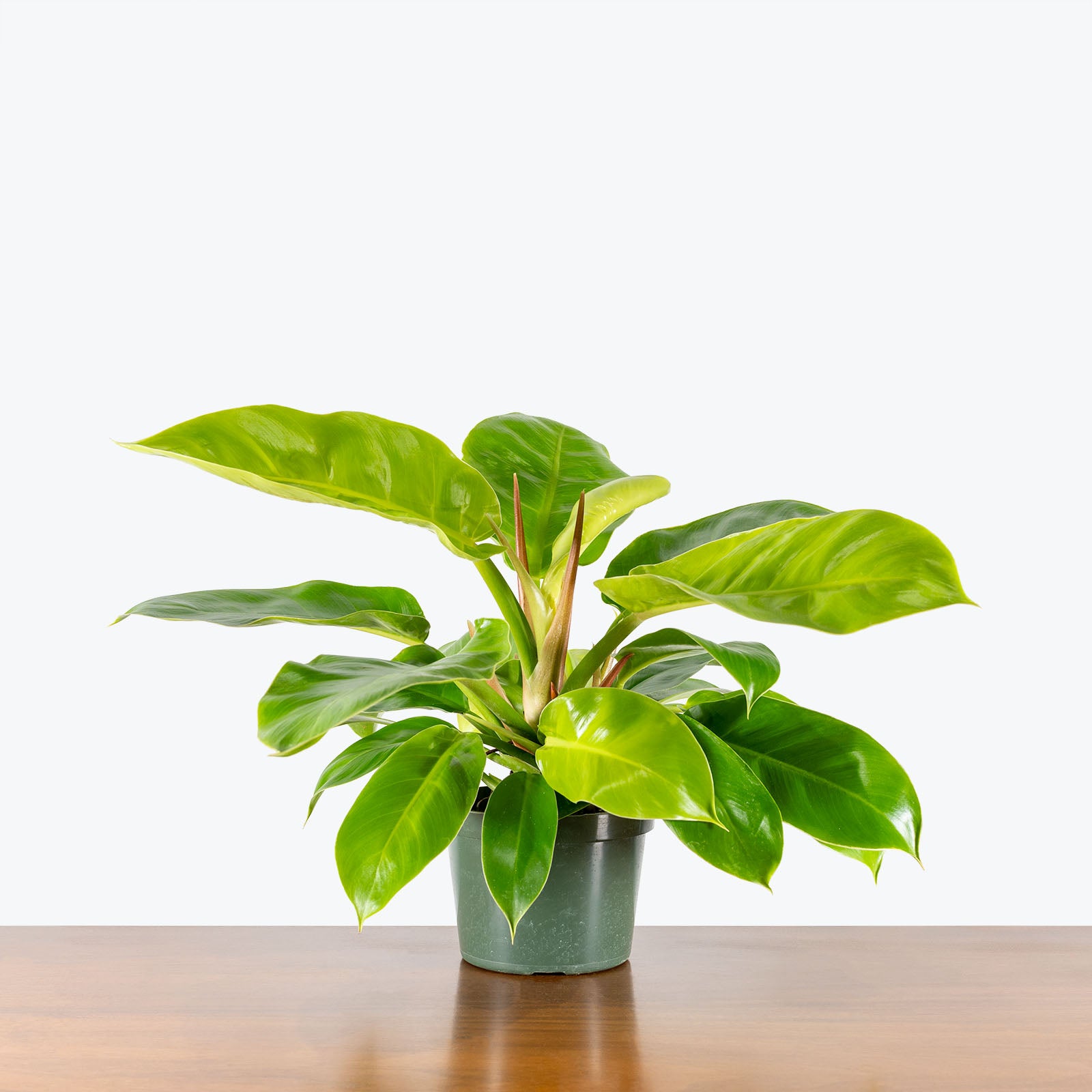 Philodendron Moonlight - House Plants Delivery Toronto - JOMO Studio