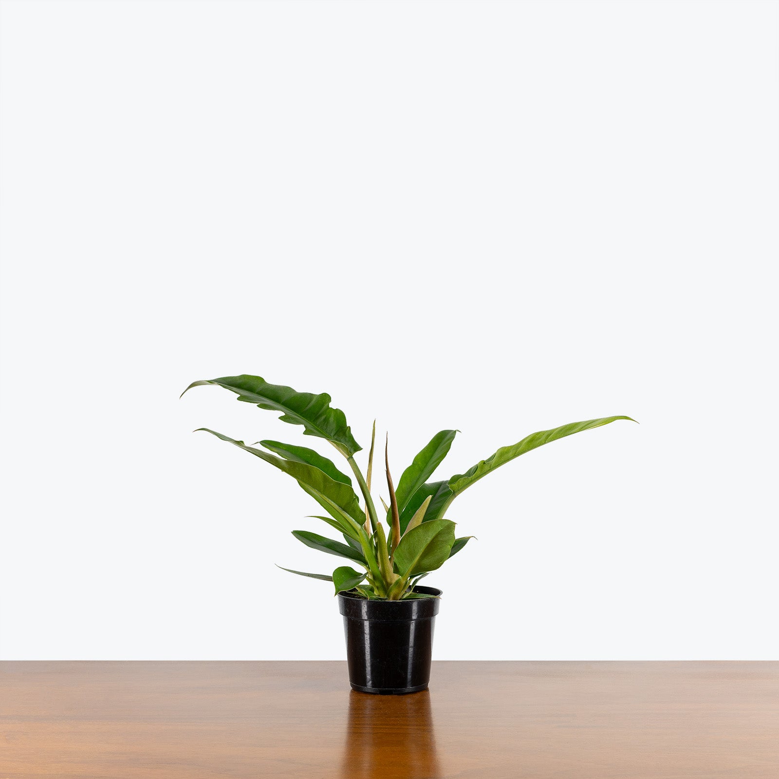 Philodendron Narrow | Tiger Tooth Philodendron | Care Guide and Pro Tips - Delivery from Toronto across Canada - JOMO Studio