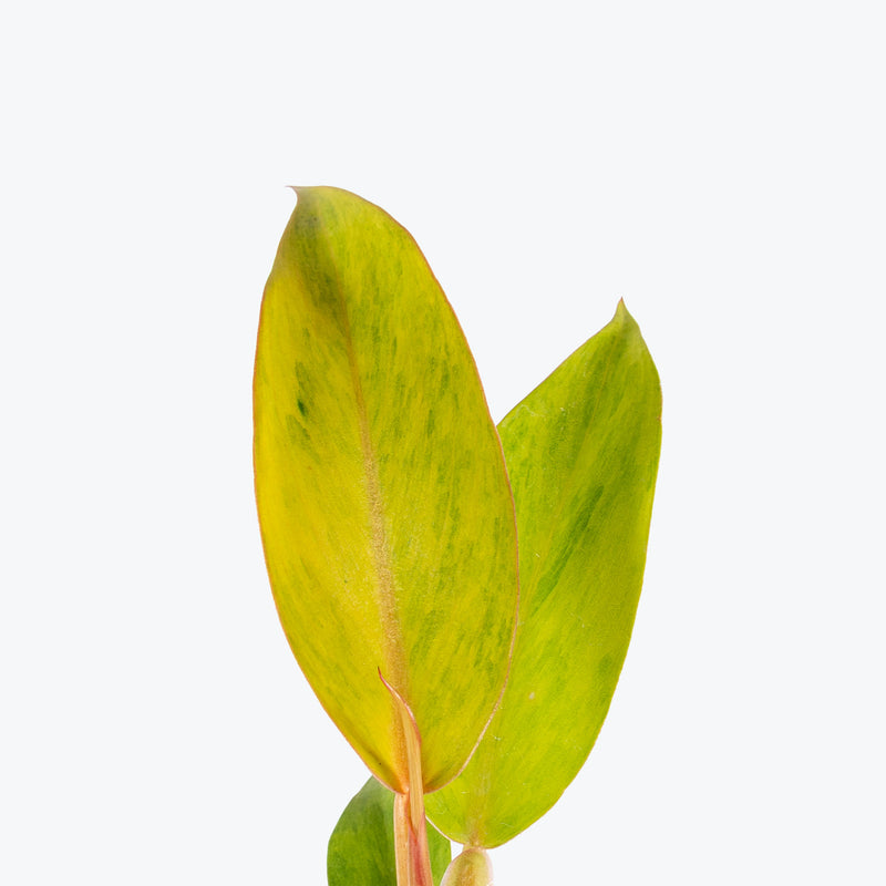 Philodendron Orange Marmalade | Care Guide and Pro Tips - Delivery from Toronto across Canada - JOMO Studio
