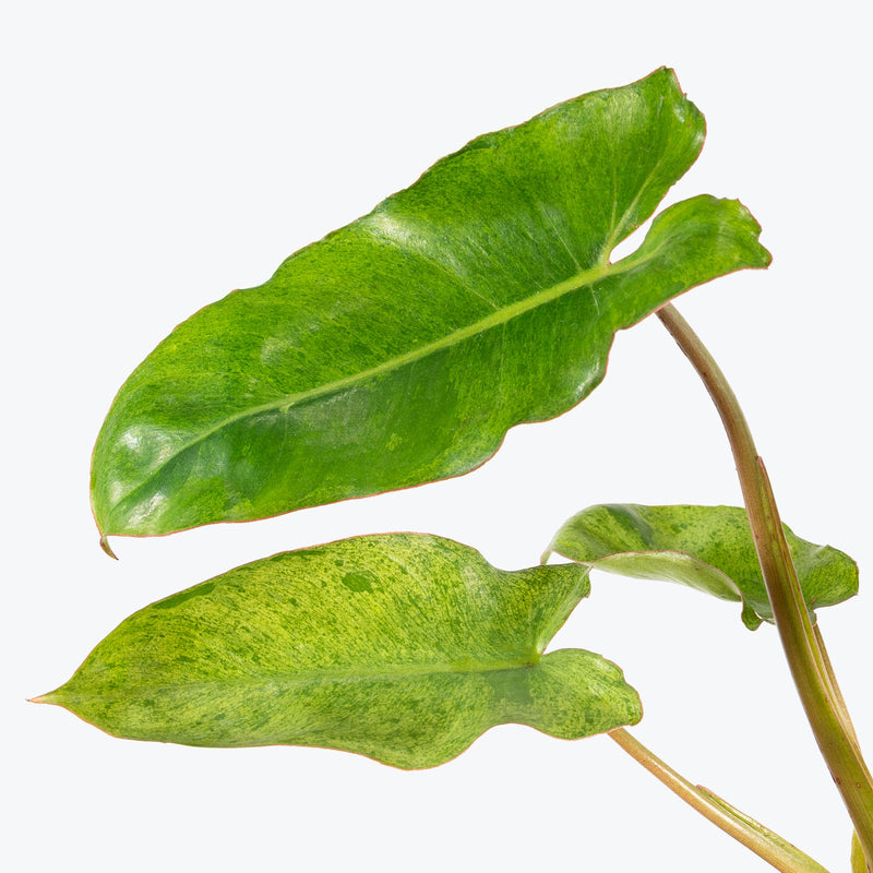 Philodendron Paraiso Verde - House Plants Delivery Toronto - JOMO Studio