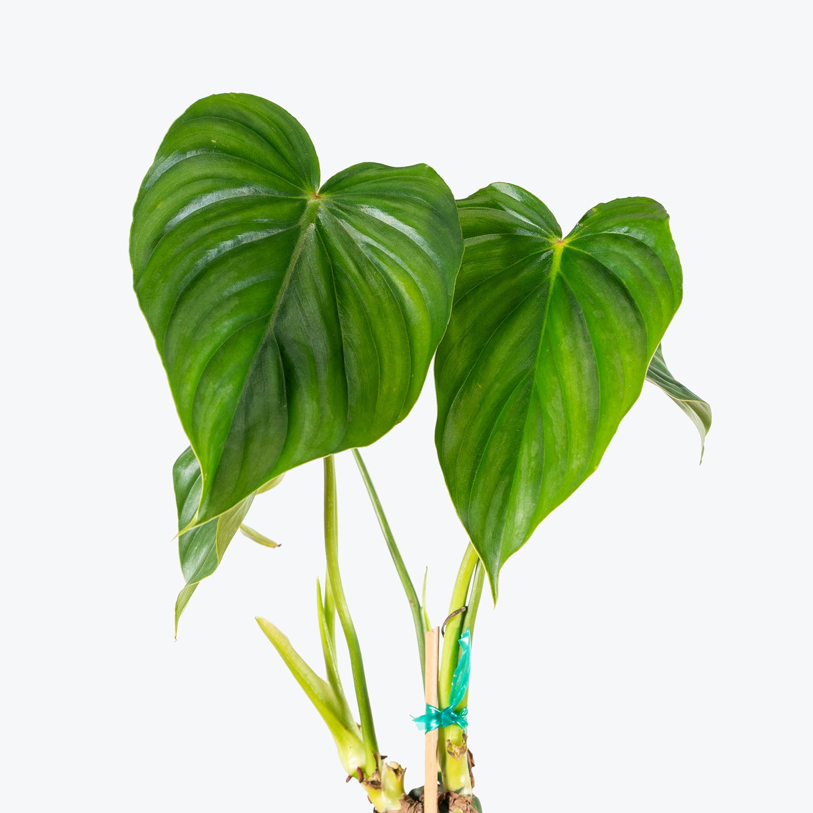 Philodendron Peltatum | Care Guide and Pro Tips - Delivery from Toronto across Canada - JOMO Studio