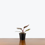 Philodendron Pink Princess Marble Galaxy — 4" Pot