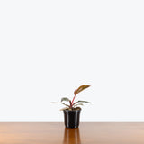 Philodendron Red Anderson — 4" Pot