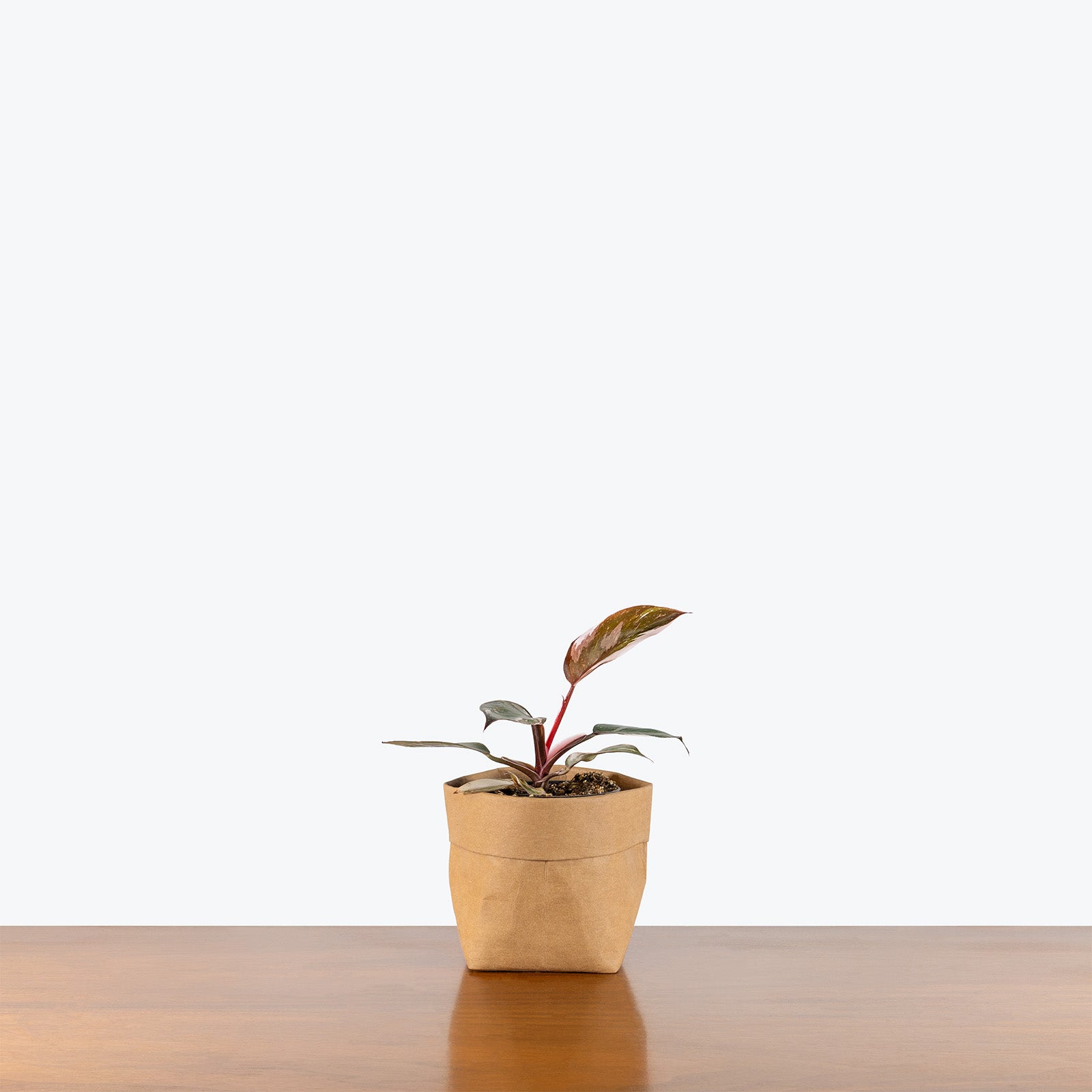Philodendron Red Anderson | Care Guide and Pro Tips - Delivery from Toronto across Canada - JOMO Studio