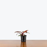 Philodendron Red Cherry — 4" Pot (larger than picture)