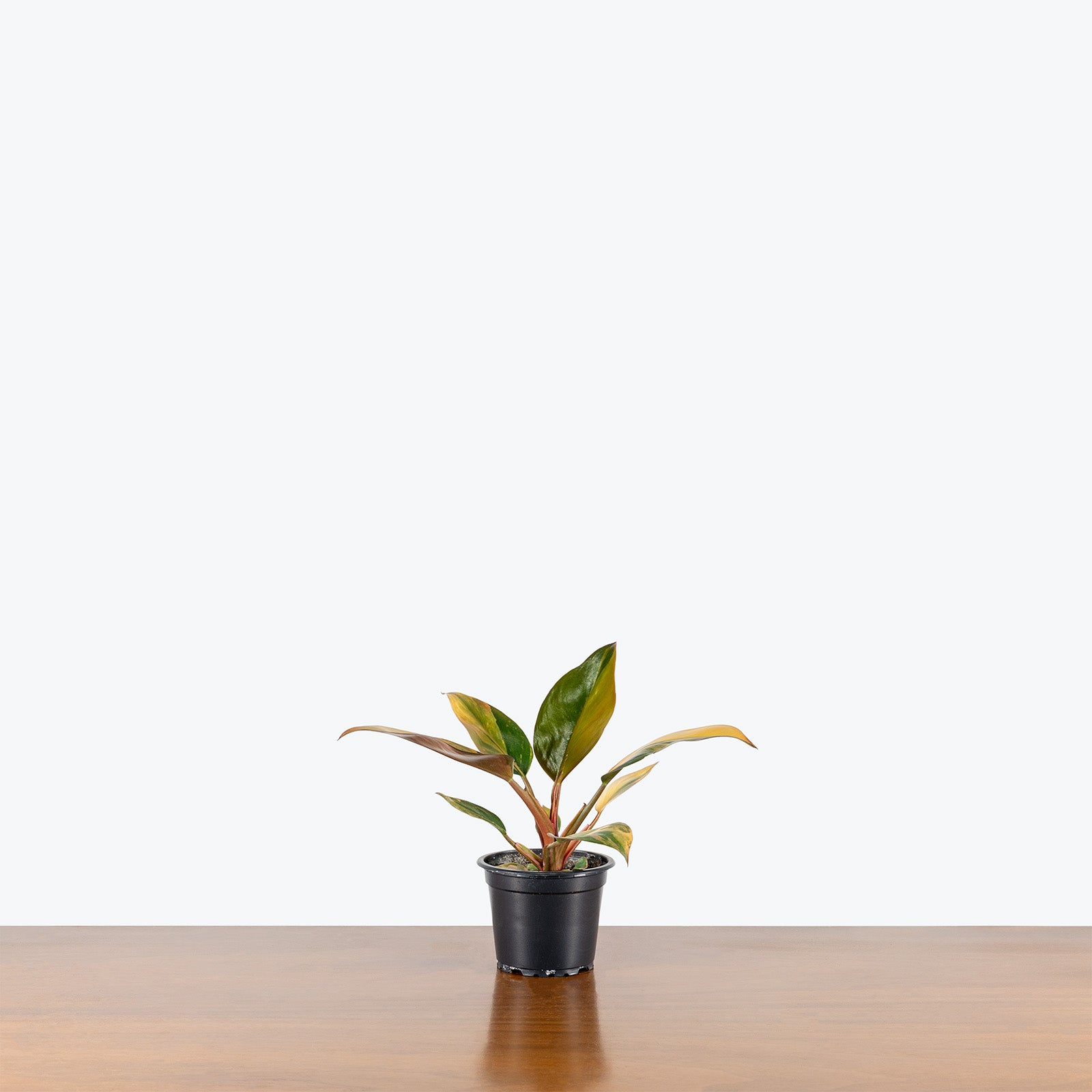 Philodendron Red Congo Variegated | Care Guide and Pro Tips - Delivery from Toronto across Canada - JOMO Studio