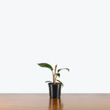 Philodendron Rojo Congo — 4" Pot