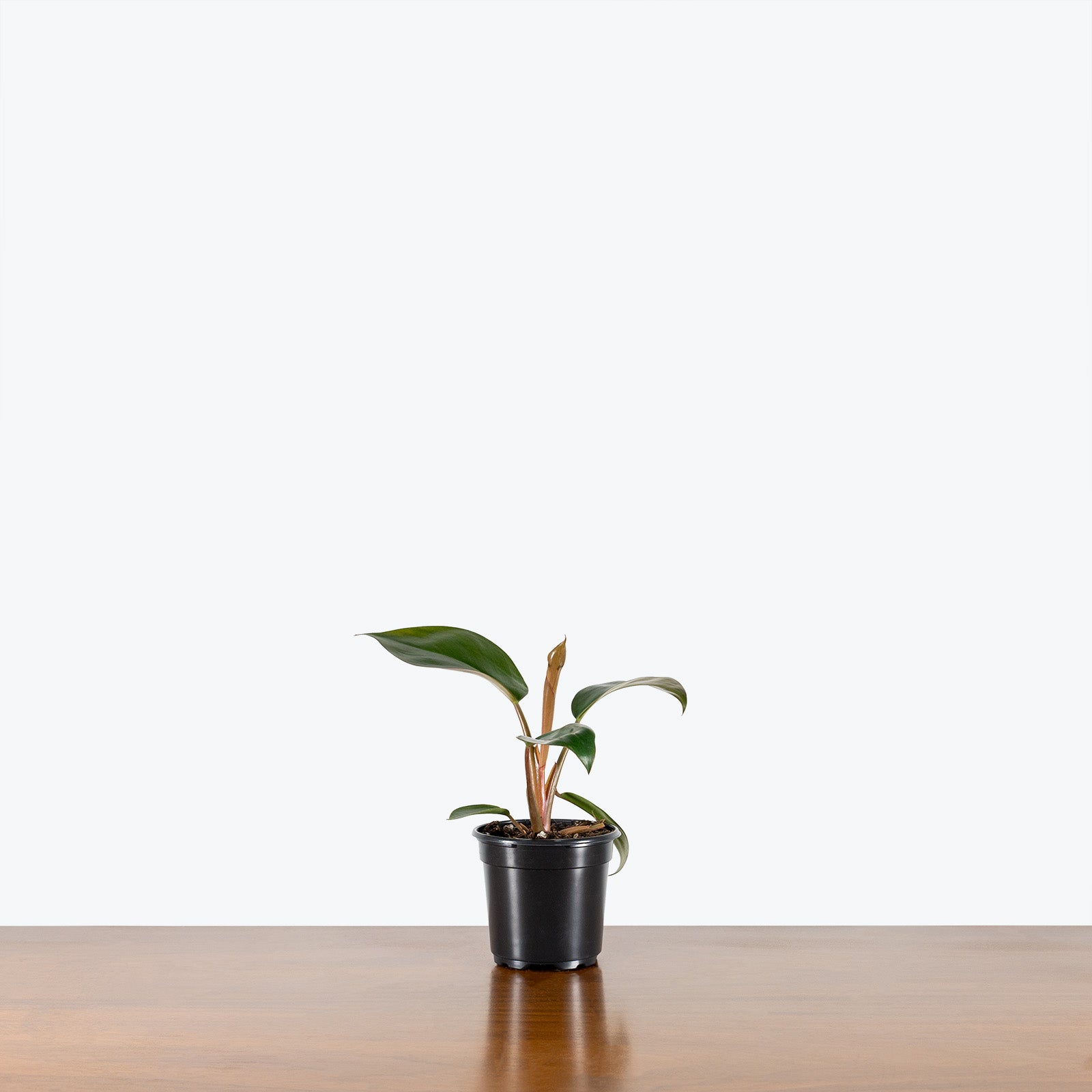 Philodendron Rojo Congo - House Plants Delivery Toronto - JOMO Studio