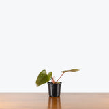 Philodendron Serpens — 4" Pot