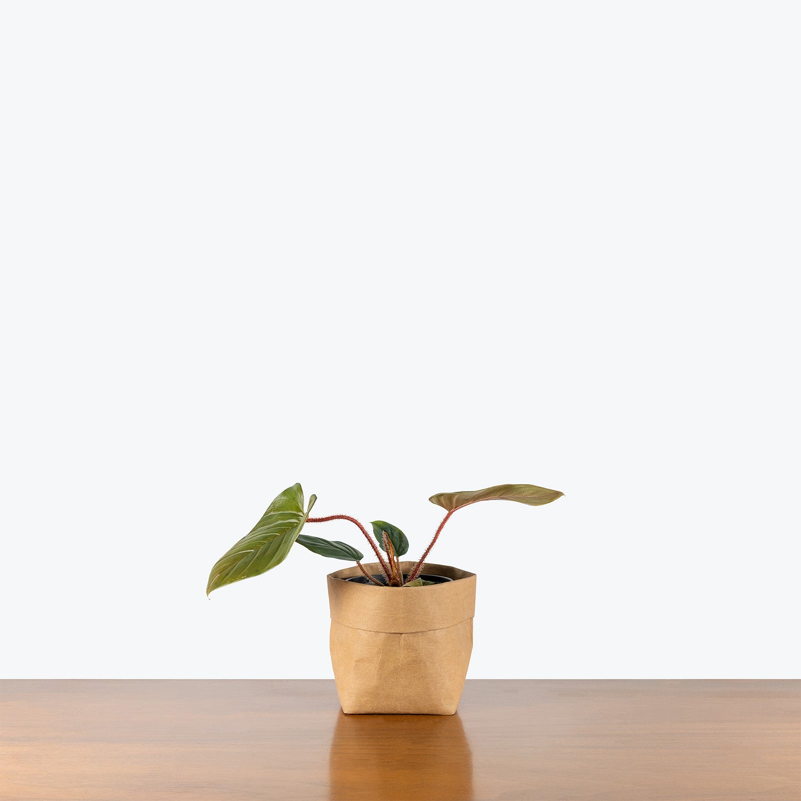 Philodendron Serpens | Indoor Tropical Plants & Houseplants for Delivery | Care Guide and Pro Tips