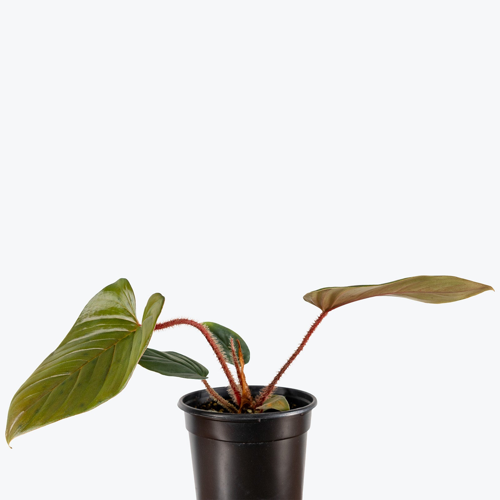 Philodendron Serpens | Indoor Tropical Plants & Houseplants for Delivery | Care Guide and Pro Tips