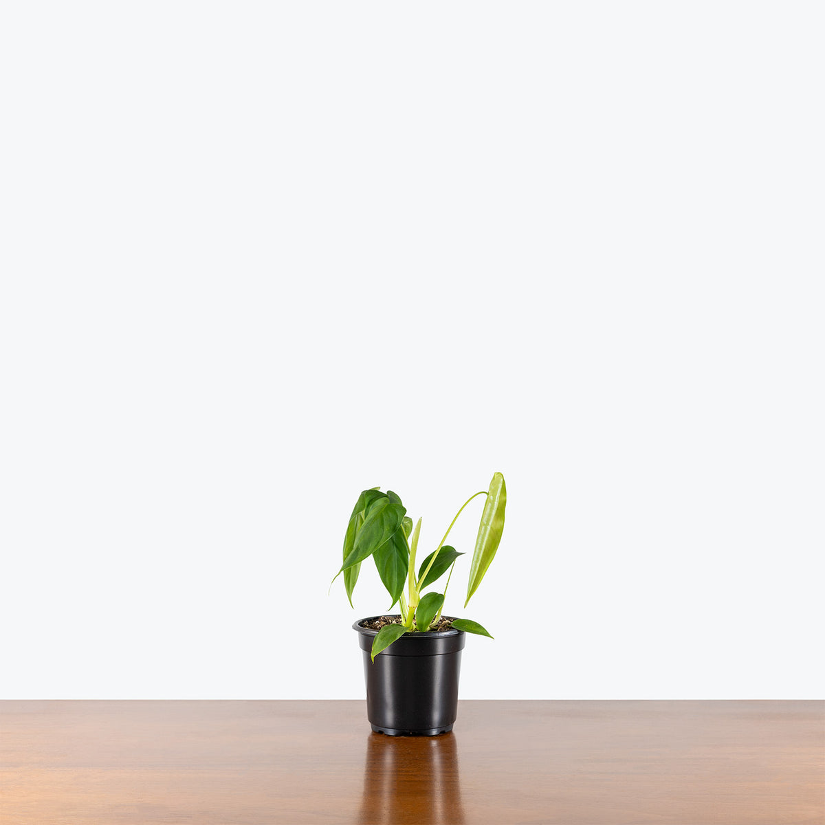 Philodendron Sharoniae | Care Guide and Pro Tips - Delivery from Toronto across Canada - JOMO Studio