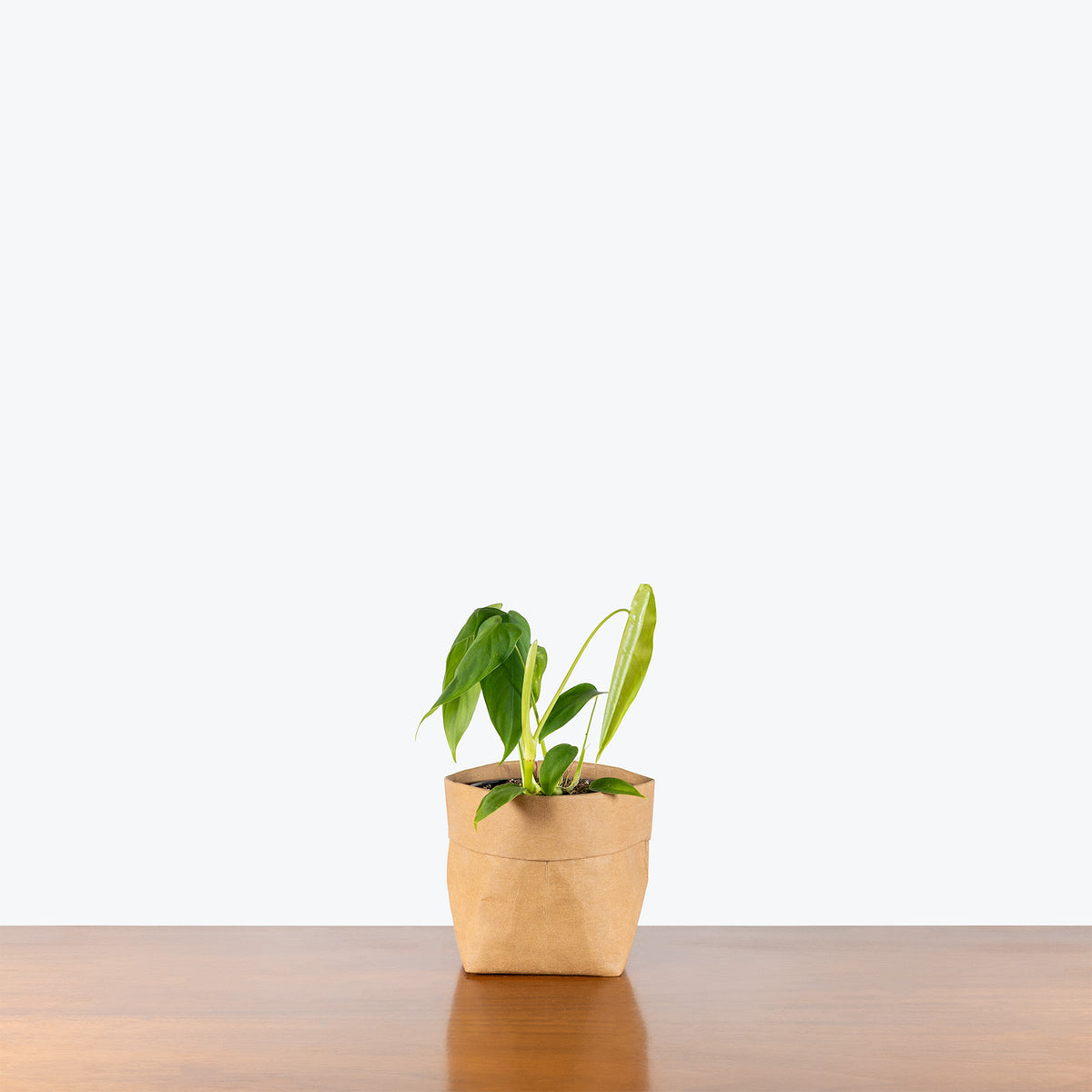 Philodendron Sharoniae | Care Guide and Pro Tips - Delivery from Toronto across Canada - JOMO Studio