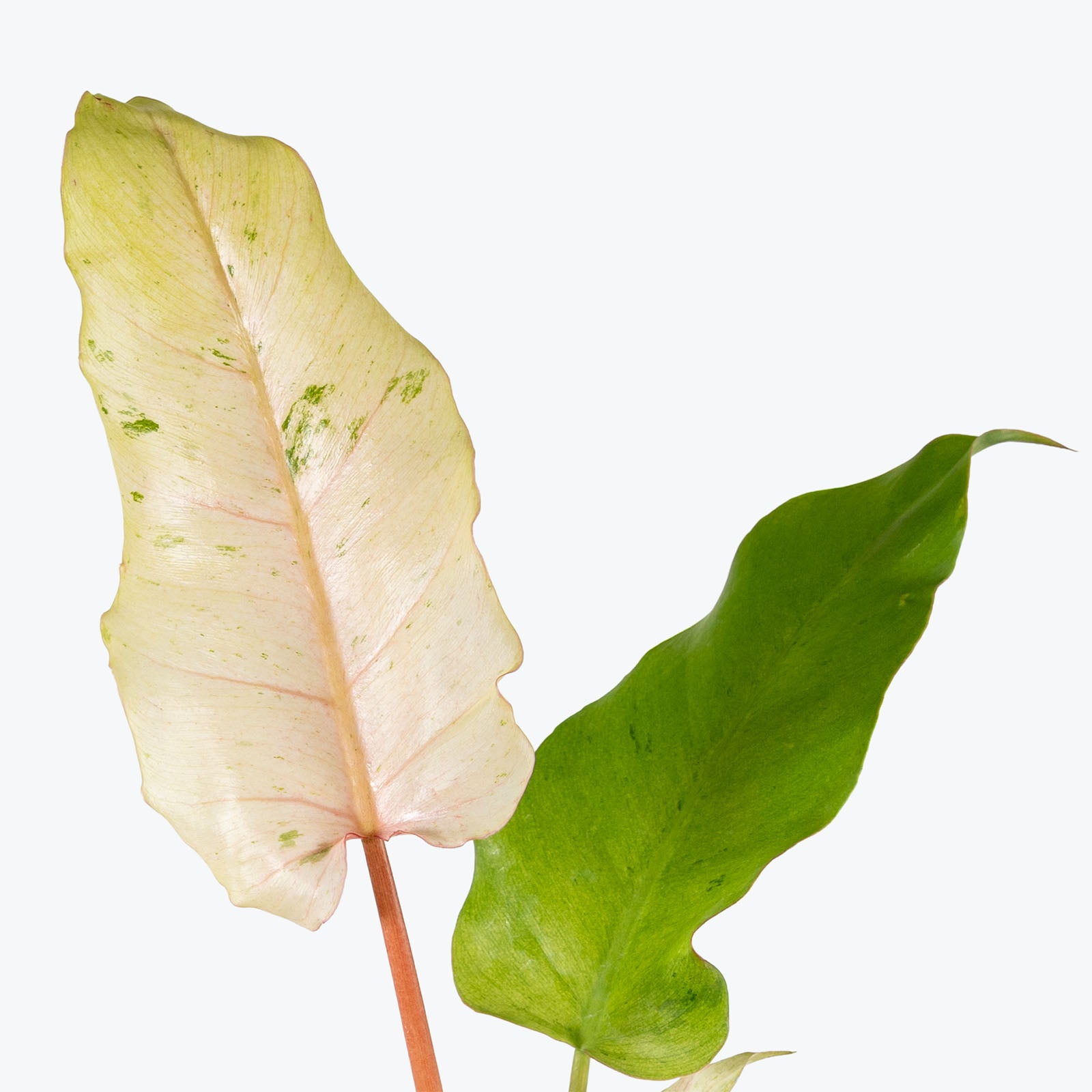 Philodendron Snowdrift Variegated | Care Guide and Pro Tips - Delivery from Toronto across Canada - JOMO Studio