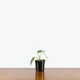 Philodendron Spiritus-Sancti — 4" Pot (smaller than picture)