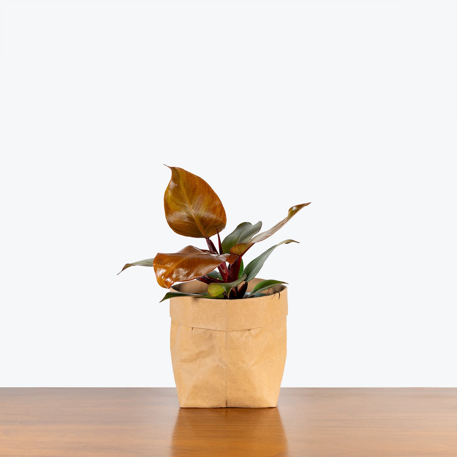 Philodendron Sun Red | Care Guide and Pro Tips - Delivery from Toronto across Canada - JOMO Studio