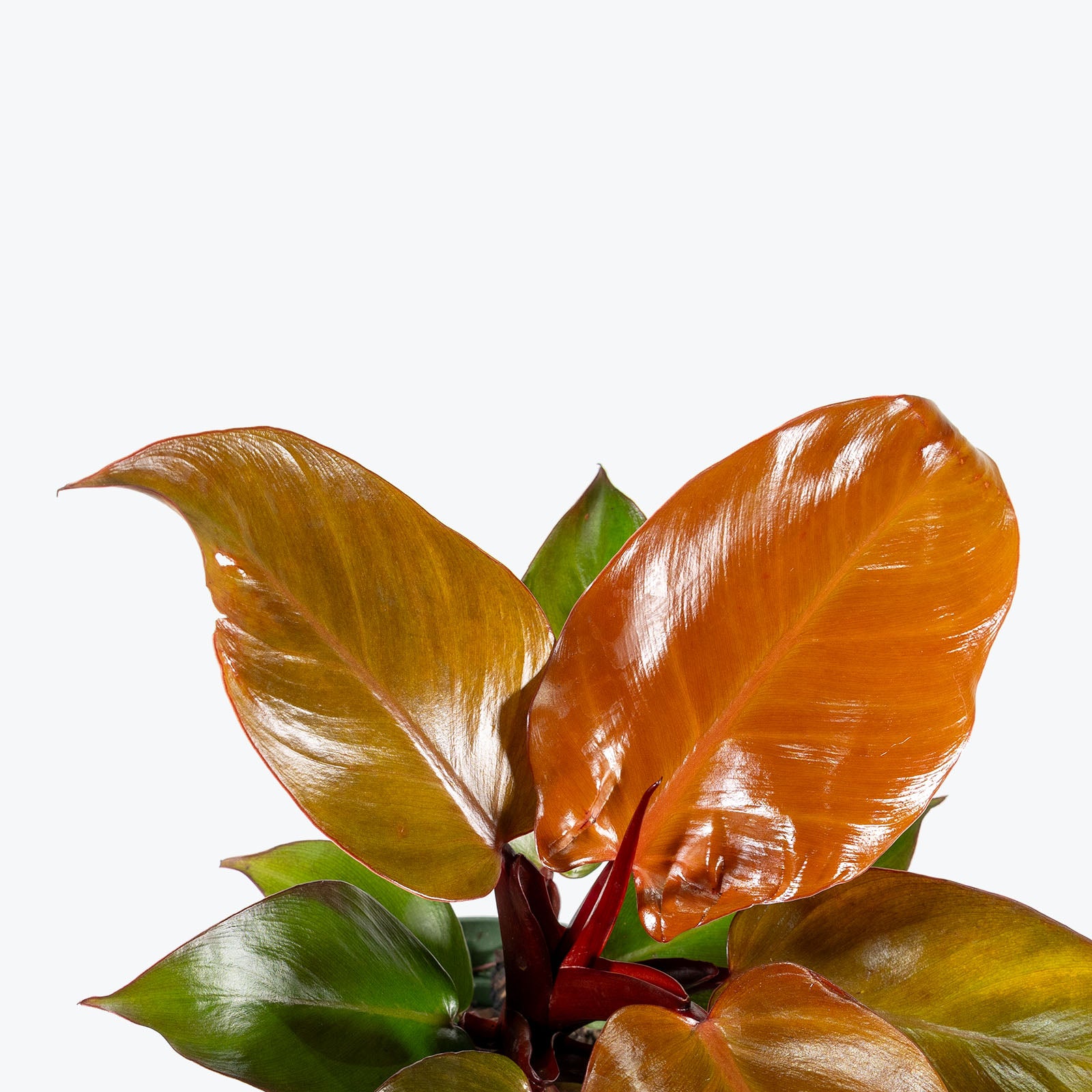 Philodendron Sun Red | Care Guide and Pro Tips - Delivery from Toronto across Canada - JOMO Studio