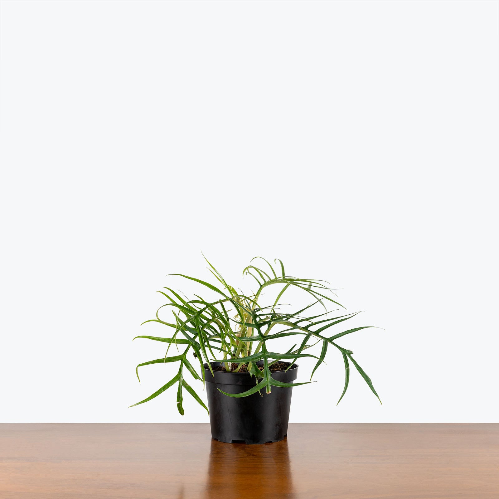 Philodendron Tortum - House Plants Delivery Toronto - JOMO Studio