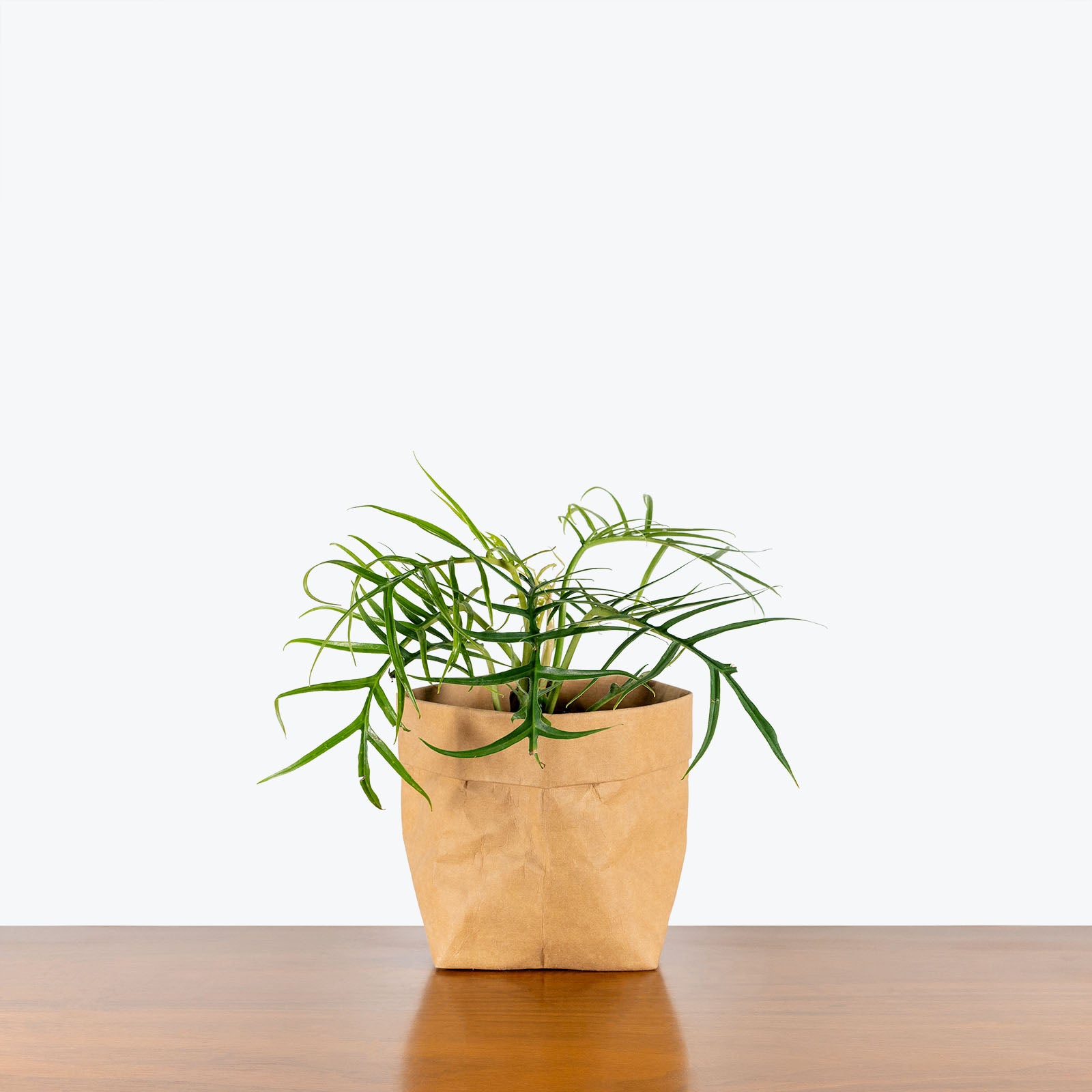 Philodendron Tortum - House Plants Delivery Toronto - JOMO Studio