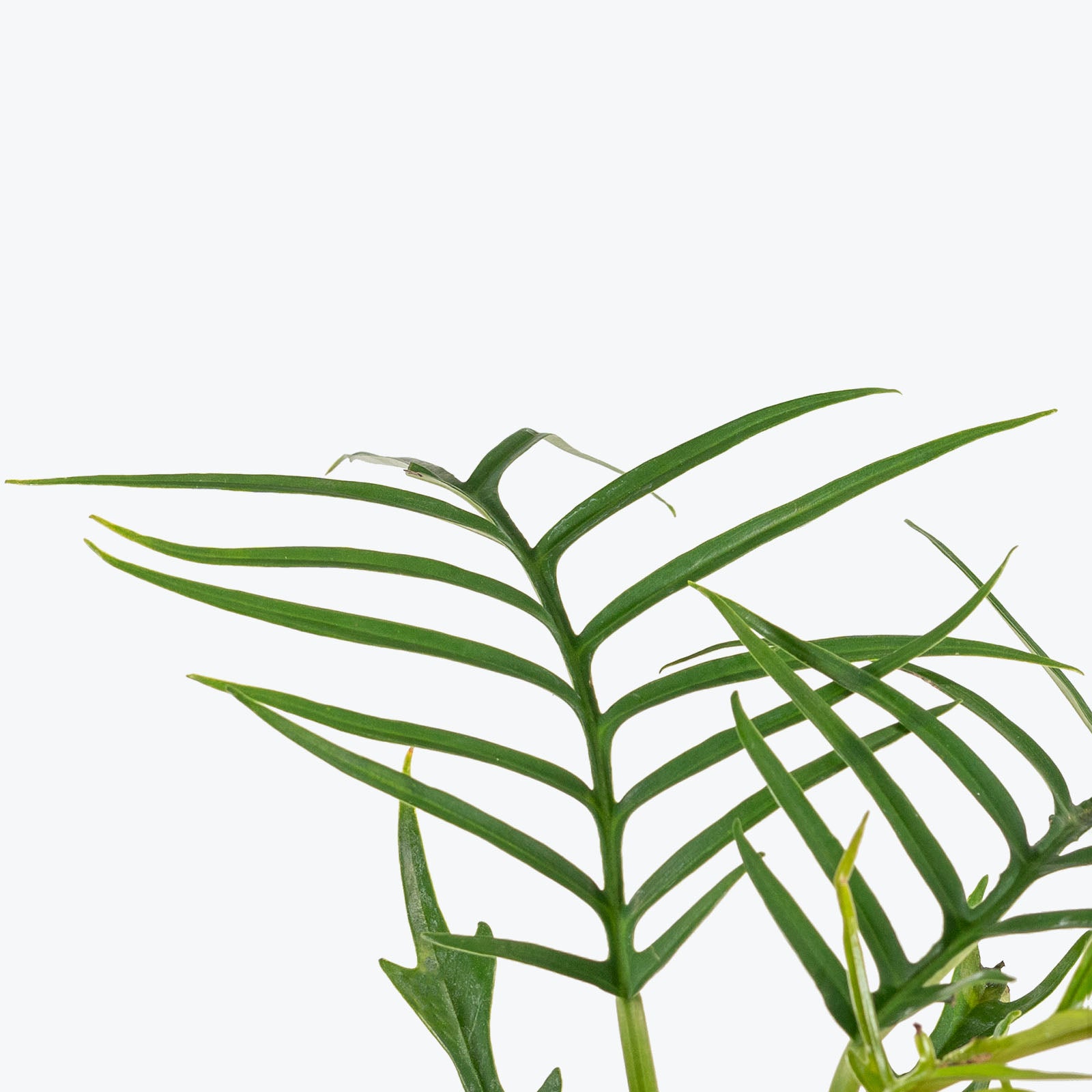 Philodendron Tortum - House Plants Delivery Toronto - JOMO Studio