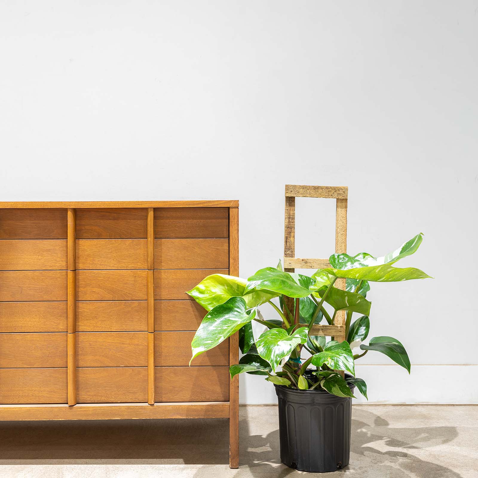 Philodendron White Princess | Care Guide and Pro Tips - Delivery from Toronto across Canada - JOMO Studio