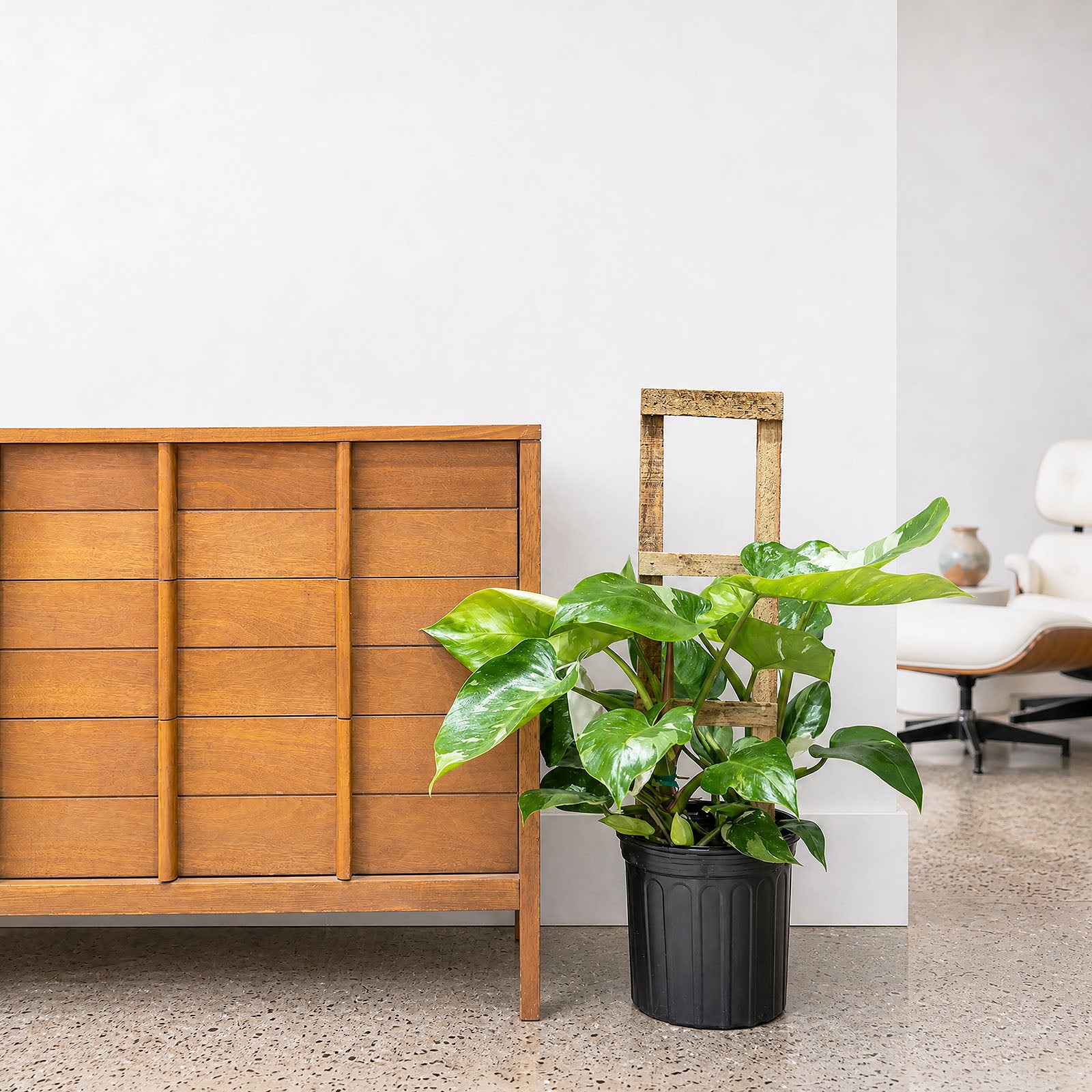 Philodendron White Princess | Care Guide and Pro Tips - Delivery from Toronto across Canada - JOMO Studio