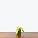Philodendron Yellow Ghost — 4" Pot