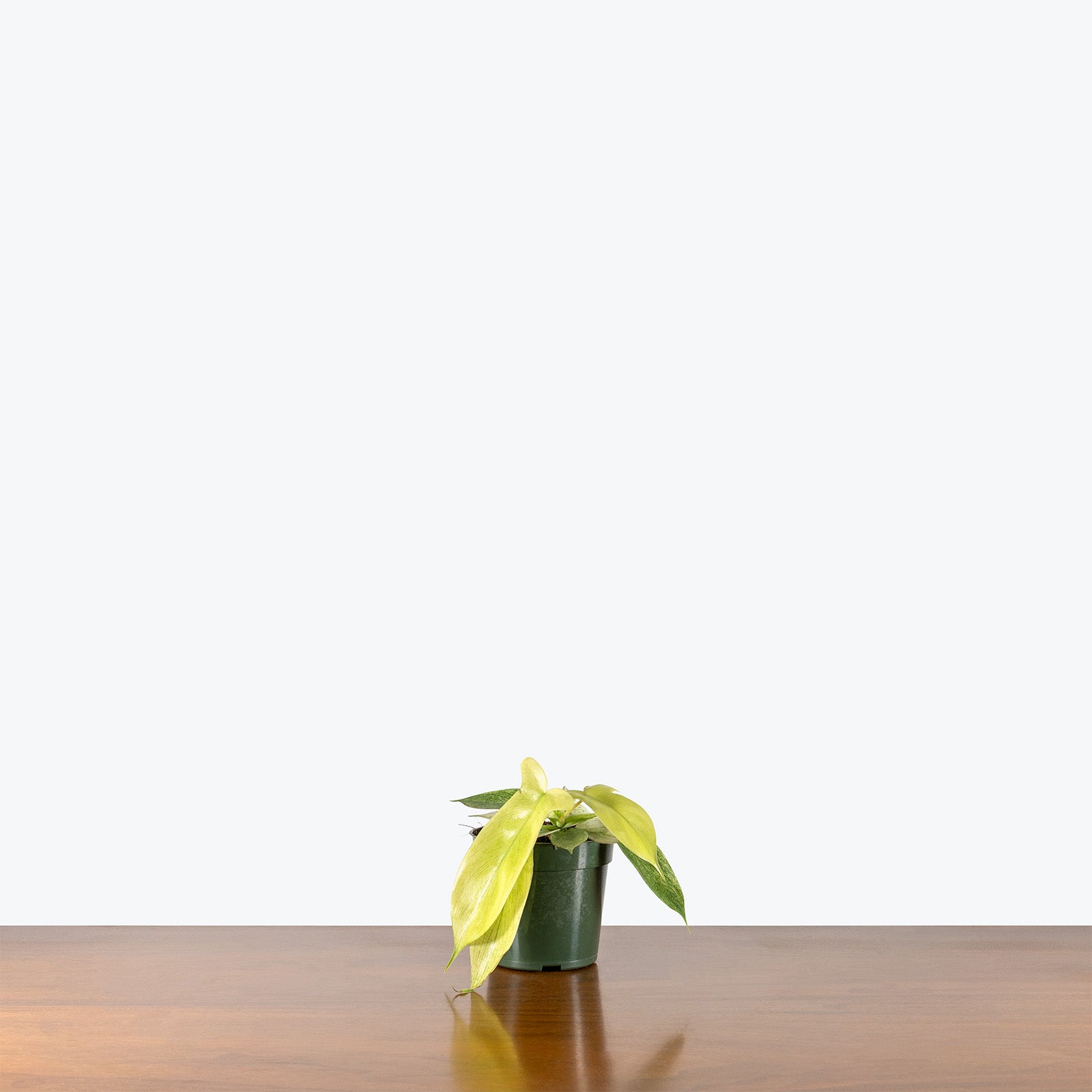 Philodendron Yellow Ghost | Care Guide and Pro Tips - Delivery from Toronto across Canada - JOMO Studio