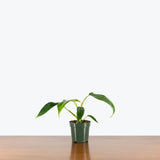 Philodendron 69686 Bette Waterbury — 4" Pot