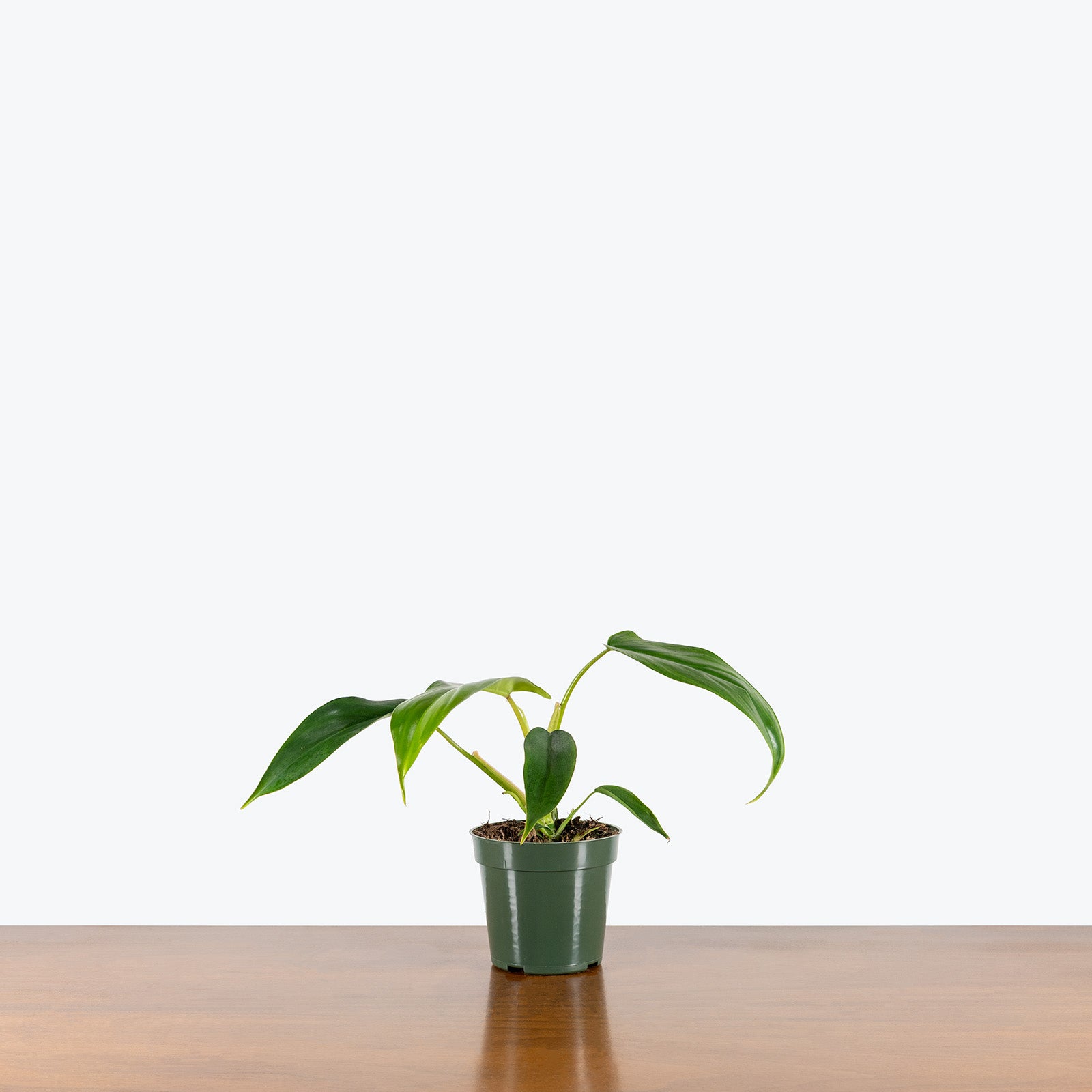 Philodendron 69686 Bette Waterbury | Care Guide and Pro Tips - Delivery from Toronto across Canada - JOMO Studio