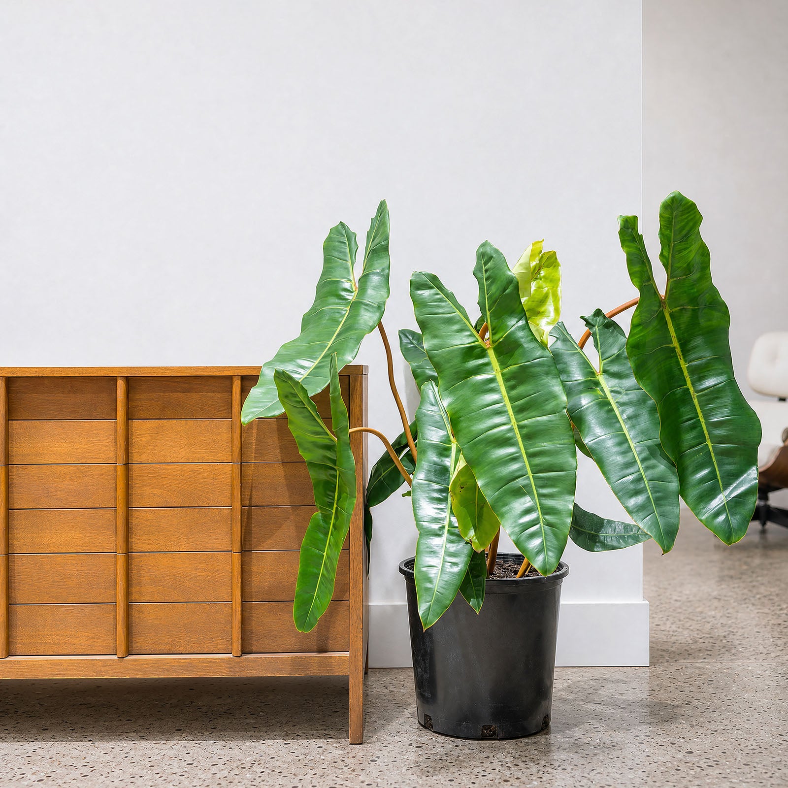 Philodendron Billietiae | Care Guide and Pro Tips - Delivery from Toronto across Canada - JOMO Studio
