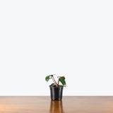 Philodendron Billietiae Black Form — 4" Pot