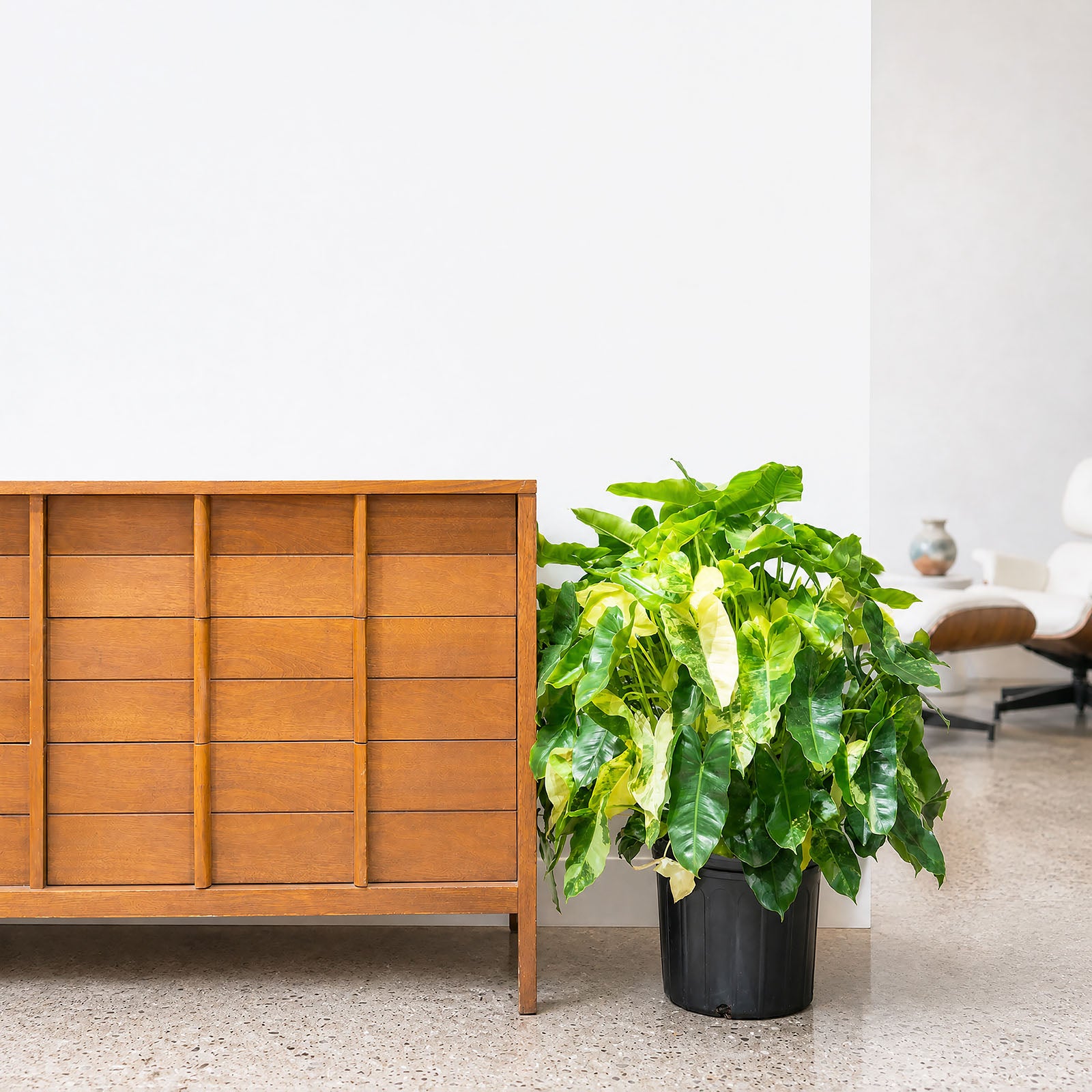 Philodendron Burle Marx Variegata | Care Guide and Pro Tips - Delivery from Toronto across Canada - JOMO Studio