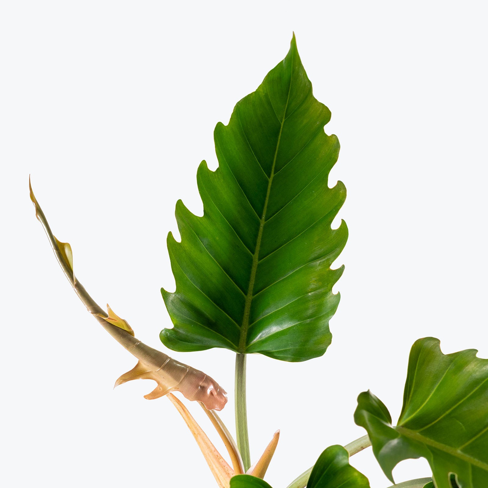 Philodendron Choco Empress | Care Guide and Pro Tips - Delivery from Toronto across Canada - JOMO Studio