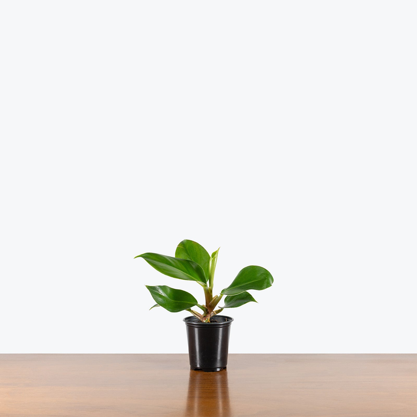 Philodendron Green Congo | Care Guide and Pro Tips - Delivery from Toronto across Canada - JOMO Studio