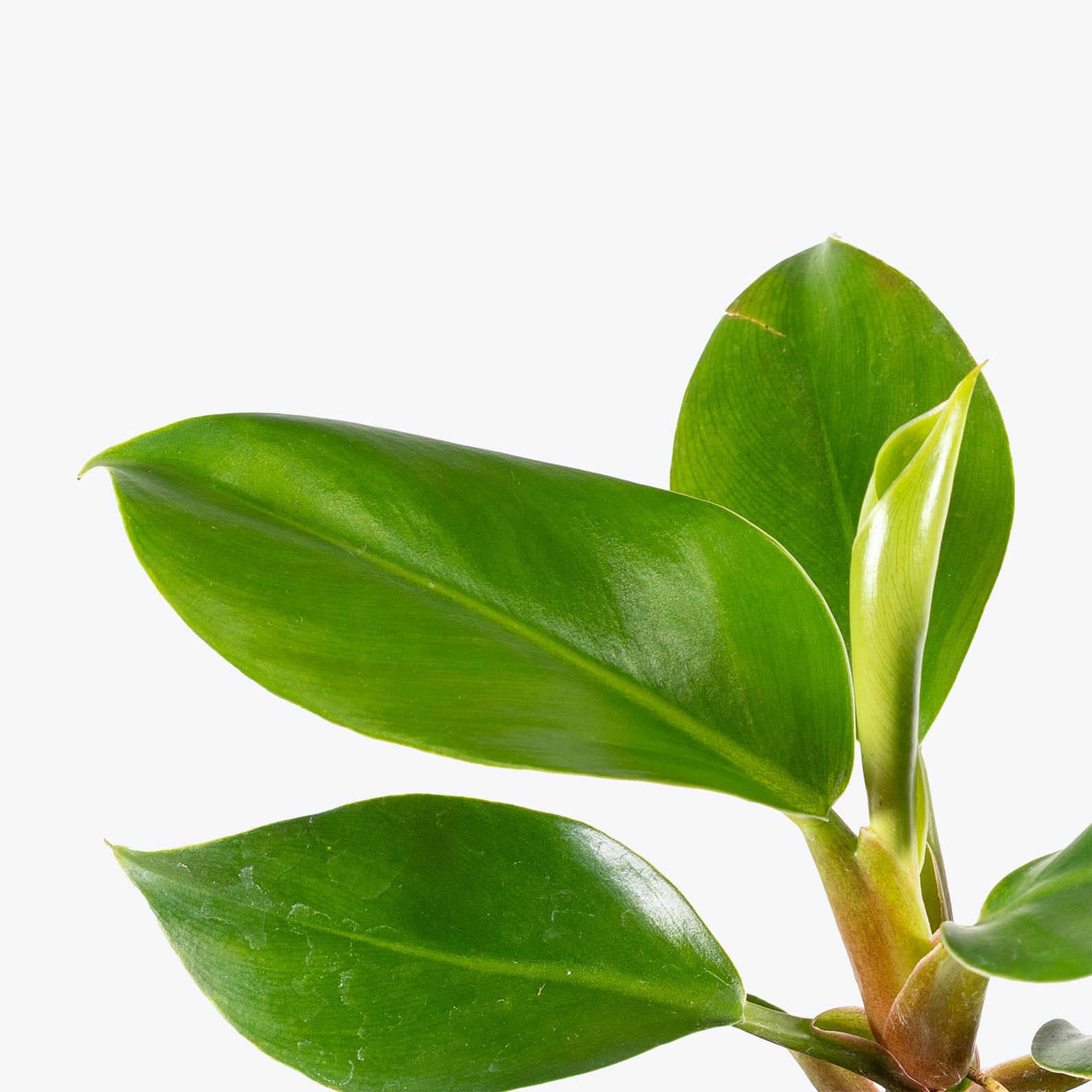 Philodendron Green Congo | Care Guide and Pro Tips - Delivery from Toronto across Canada - JOMO Studio