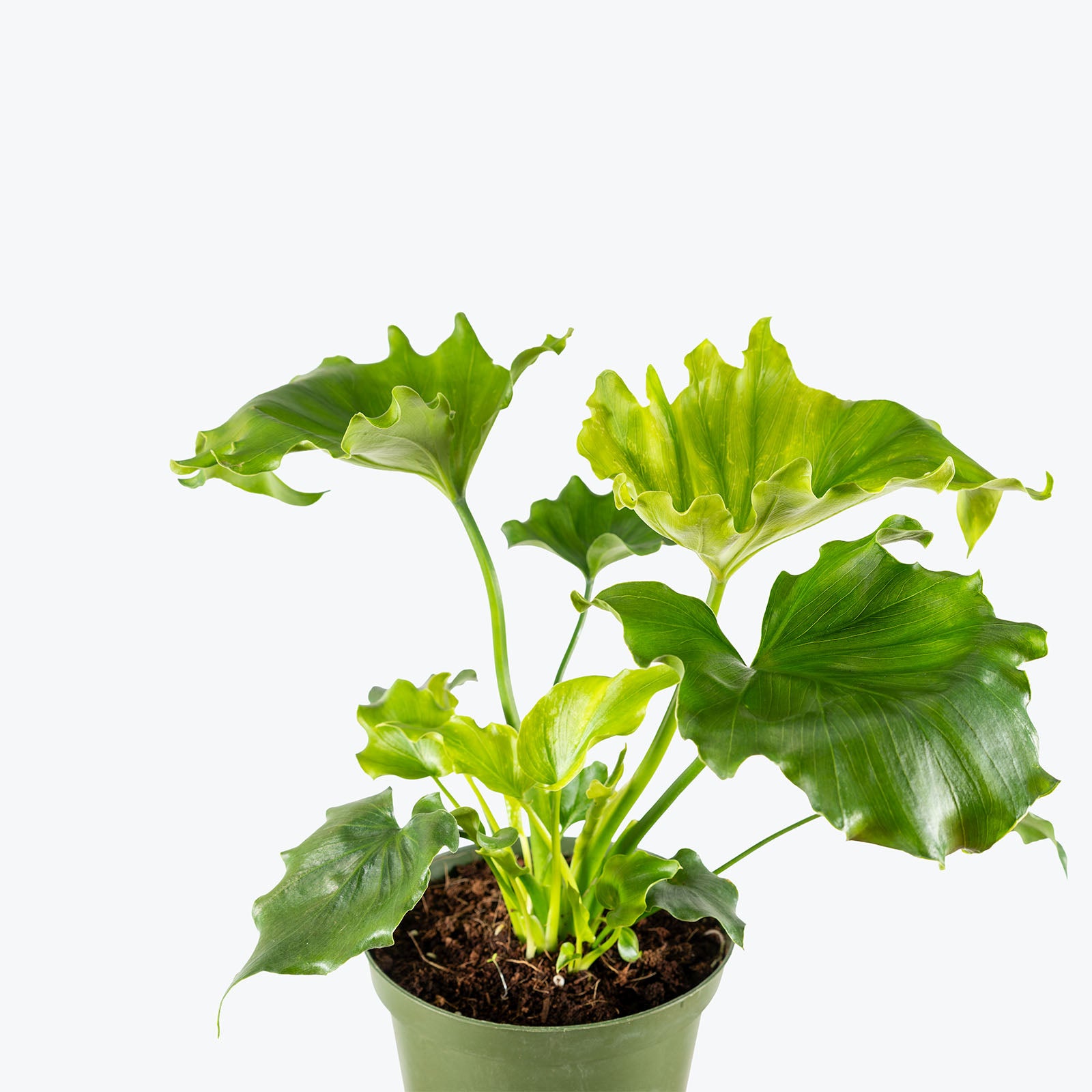 Philodendron Hope Selloum | Care Guide and Pro Tips - Delivery from Toronto across Canada - JOMO Studio